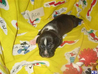 American Staffordshire Terrier Puppies for Sale